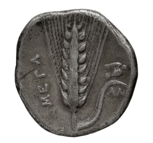 Metapontum Historia Numorum Italy 1575-7, реверс, bnf-iris