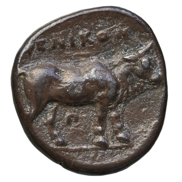 reverse Pheneus BMC Pheneus 15-6
