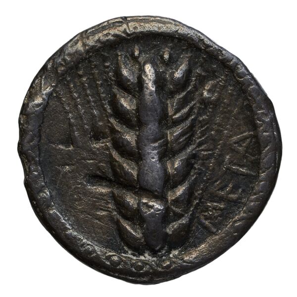 obverse Metapontum Historia Numorum Italy 1482-3