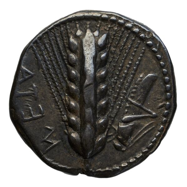 Metapontum Historia Numorum Italy 1484-6, аверс, bnf-iris