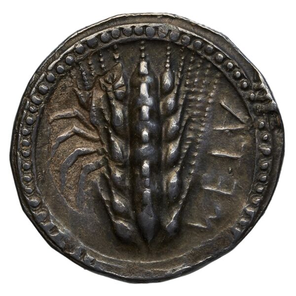 Metapontum Historia Numorum Italy 1484-6, аверс, bnf-iris