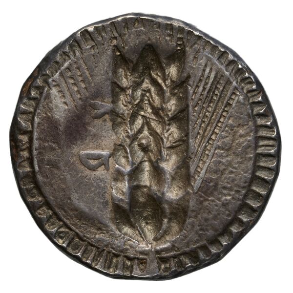 Metapontum Historia Numorum Italy 1484-6, реверс, bnf-iris