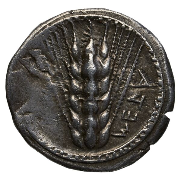 Metapontum Historia Numorum Italy 1484-6, аверс, bnf-iris