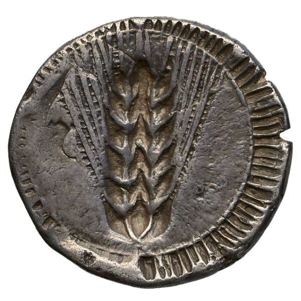 Metapontum Historia Numorum Italy 1484-6, реверс, bnf-iris
