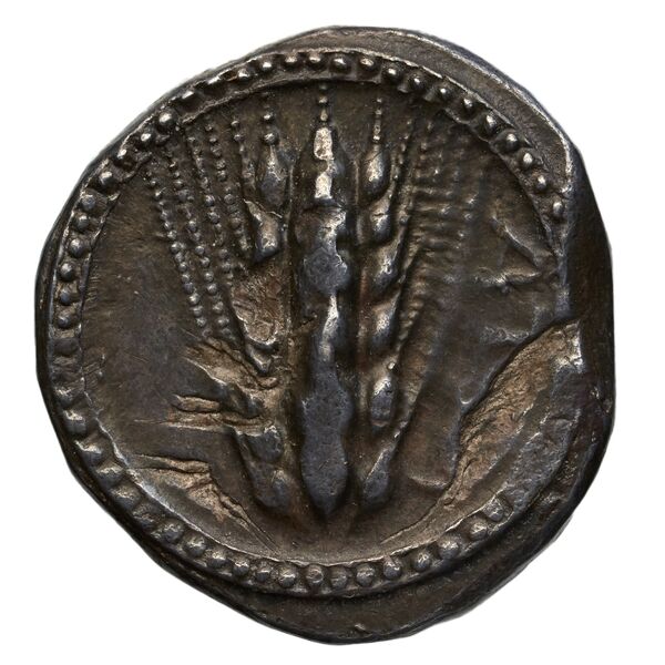 Metapontum Historia Numorum Italy 1482-3, аверс, bnf-iris