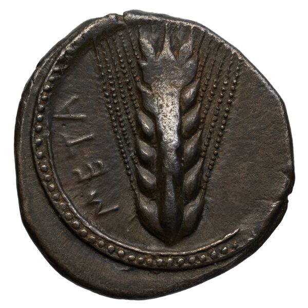 obverse Metapontum Historia Numorum Italy 1496