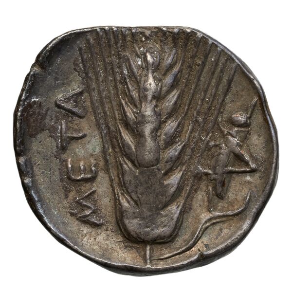 Metapontum Historia Numorum Italy 1515-22, реверс, bnf-iris