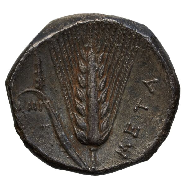 reverse Metapontum Historia Numorum Italy 1575-7