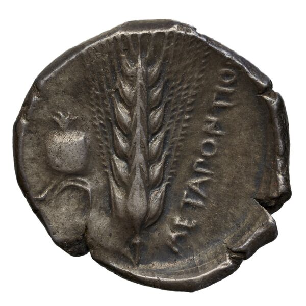 reverse Metapontum Historia Numorum Italy 1526