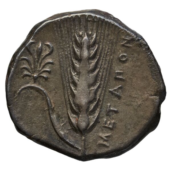 Metapontum Historia Numorum Italy 1535-51, реверс, bnf-iris