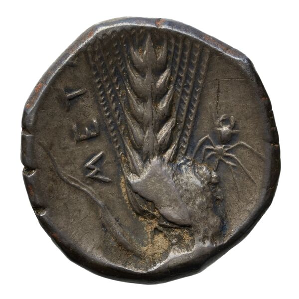 Metapontum Historia Numorum Italy 1531-2, реверс, bnf-iris