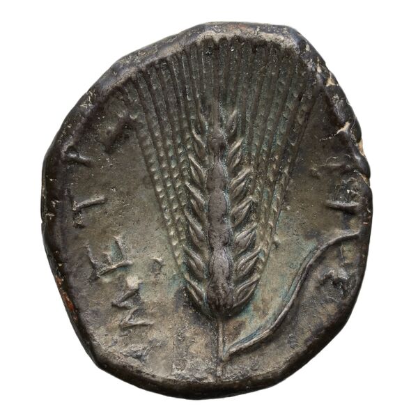 reverse Metapontum Historia Numorum Italy 1580-3