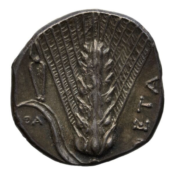 Metapontum Historia Numorum Italy 1580-3, реверс, bnf-iris