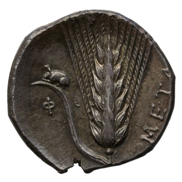 Metapontum Historia Numorum Italy 1568-72, реверс, bnf-iris