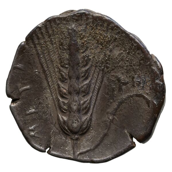 reverse Metapontum Historia Numorum Italy 1554