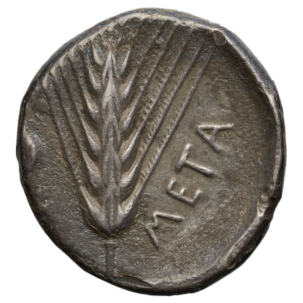 Metapontum Historia Numorum Italy 1535-51, реверс, bnf-iris