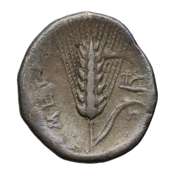 reverse Metapontum Historia Numorum Italy 1594