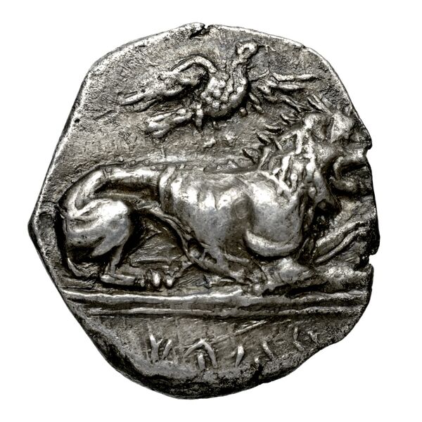 Amathus BMC Amathus 9, аверс, bnf-iris