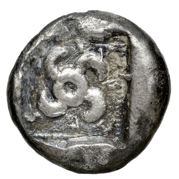 Sppntaza Phellus Hoff 2017 M250-1, reverse, bnf-iris
