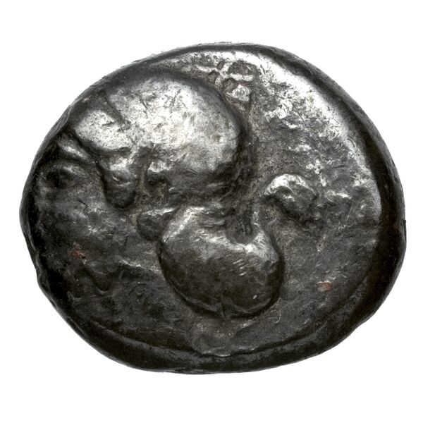 Sppntaza Phellus Hoff 2017 M250-1, obverse, bnf-iris