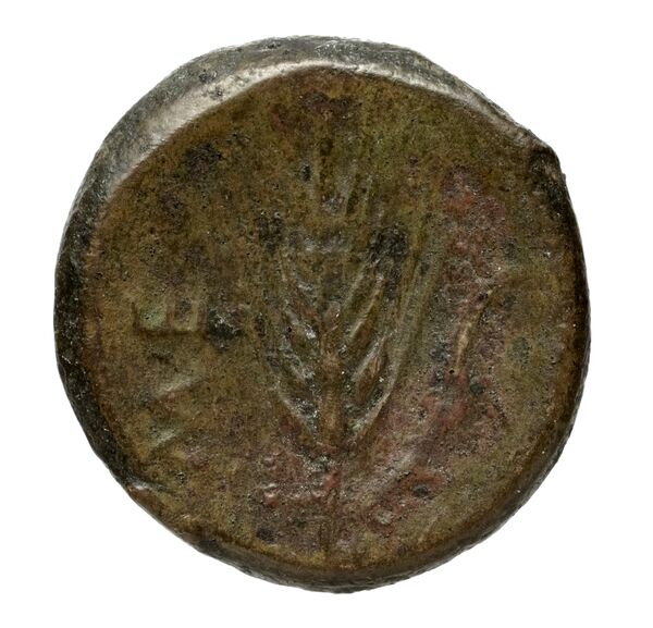 reverse Metapontum Historia Numorum Italy 1642