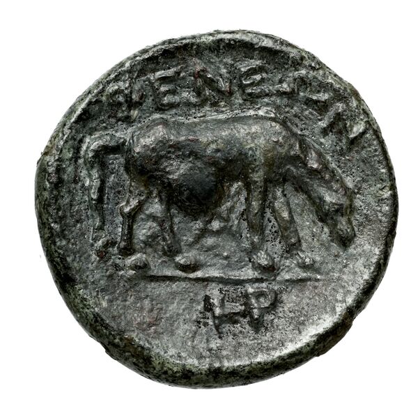 Pheneus BMC Pheneus 22-4, реверс, bnf-iris