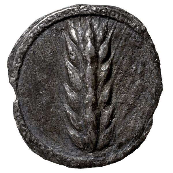 Metapontum Historia Numorum Italy 1482-3, аверс, bnf-iris