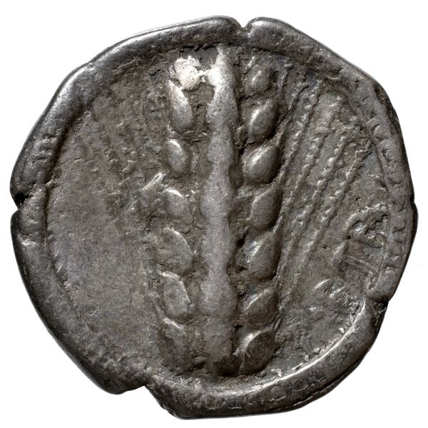 Metapontum Historia Numorum Italy 1482-3, аверс, bnf-iris