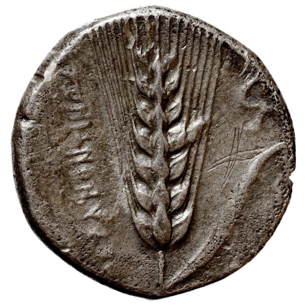 Metapontum Historia Numorum Italy 1535-51, реверс, bnf-iris