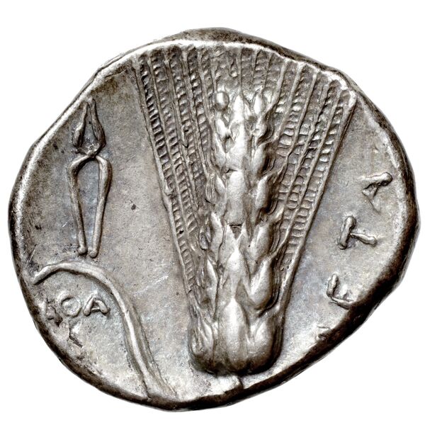 Metapontum Historia Numorum Italy 1580-3, реверс, bnf-iris