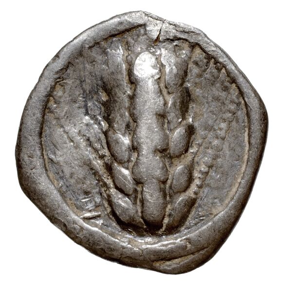 Metapontum Historia Numorum Italy 1487, аверс, bnf-iris