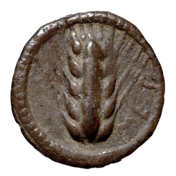 Metapontum Historia Numorum Italy 1487, аверс, bnf-iris