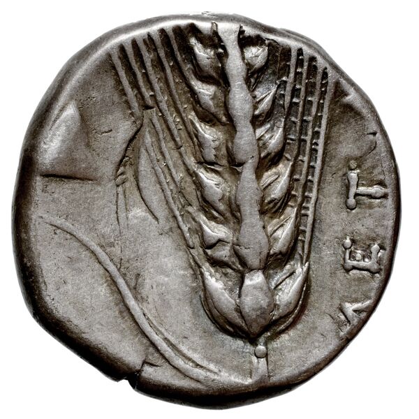 Metapontum Historia Numorum Italy 1535-51, реверс, bnf-iris