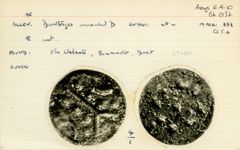 Durotriges rev