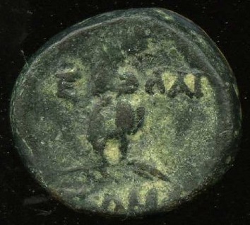 reverse CN Type cn.elaeus.1_ed.9