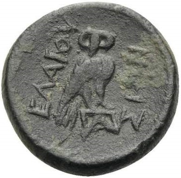 reverse CN Type cn.elaeus.1_ed.11