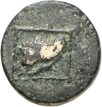 obverse CN Type cn.cardia.2_ed.24
