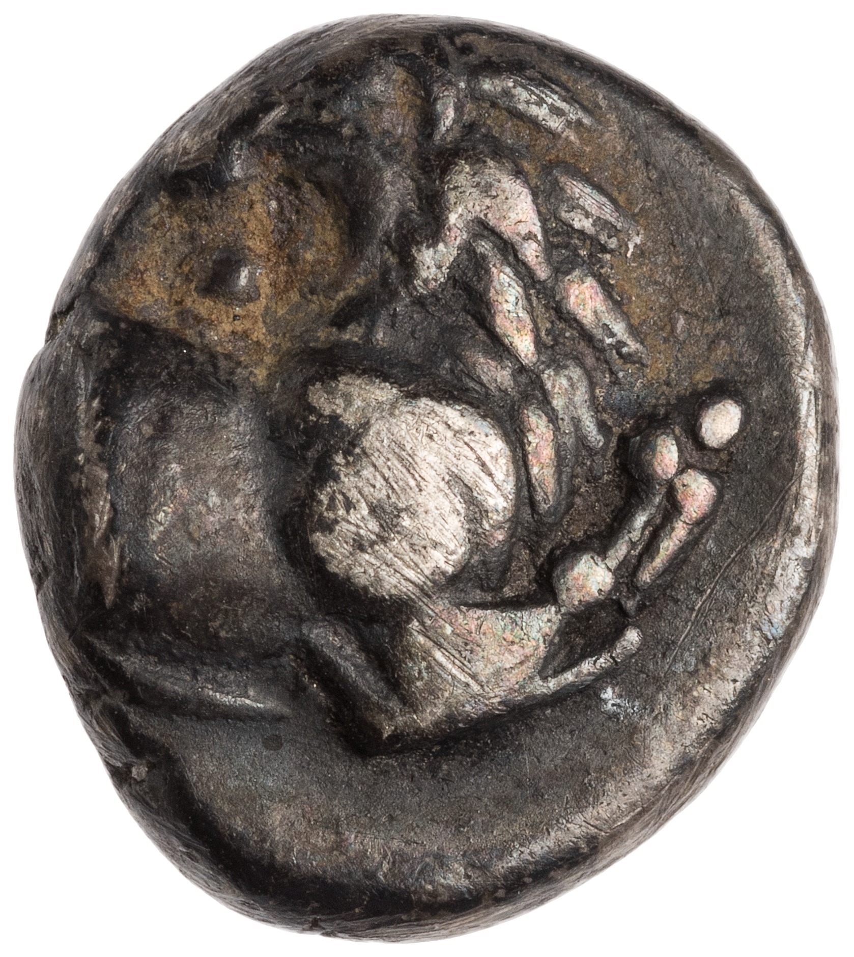 CN Type cn.chersonesus_thrace.1_ed.95, аверс, cn-coins