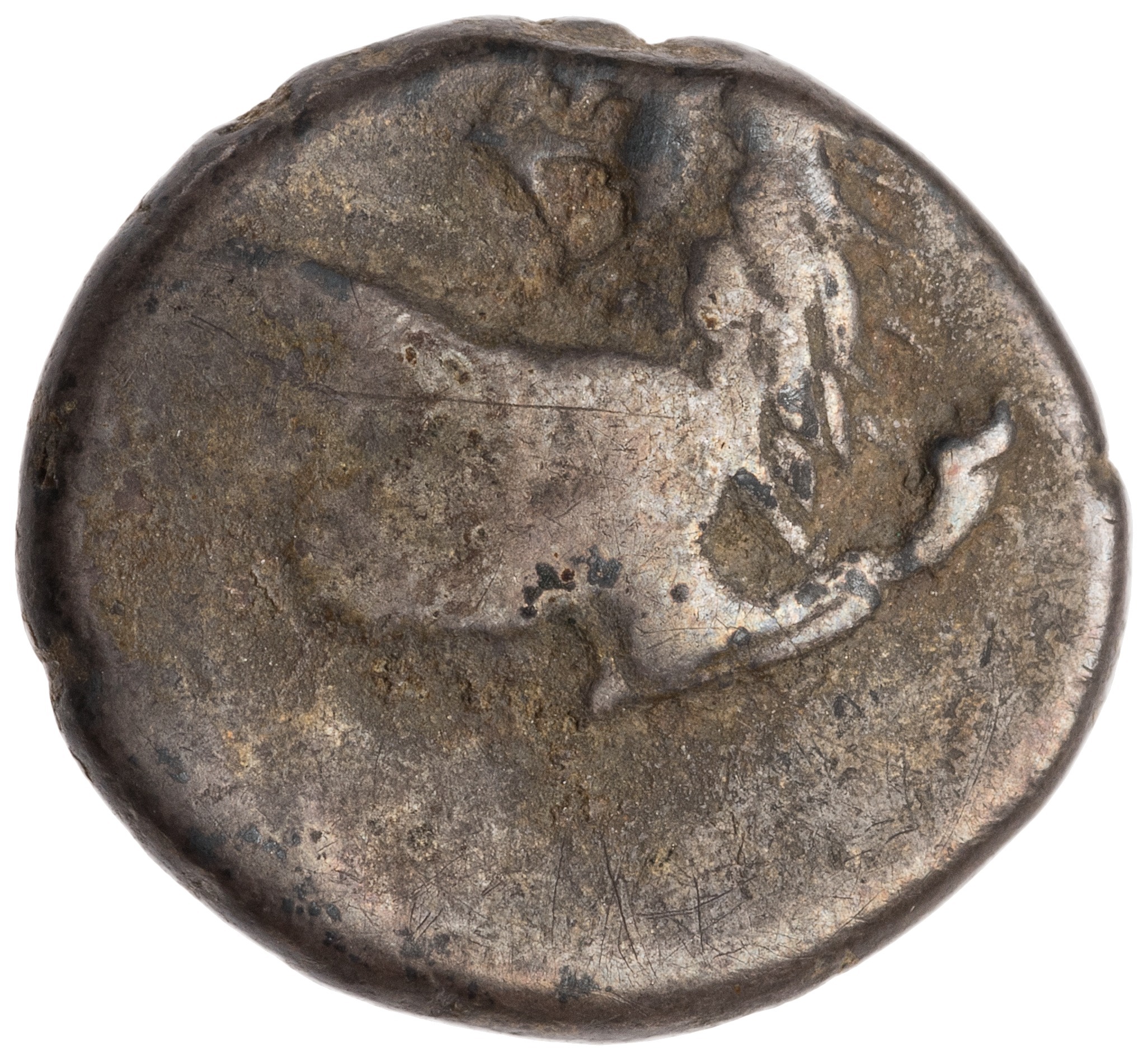 CN Type cn.chersonesus_thrace.1_ed.99, аверс, cn-coins