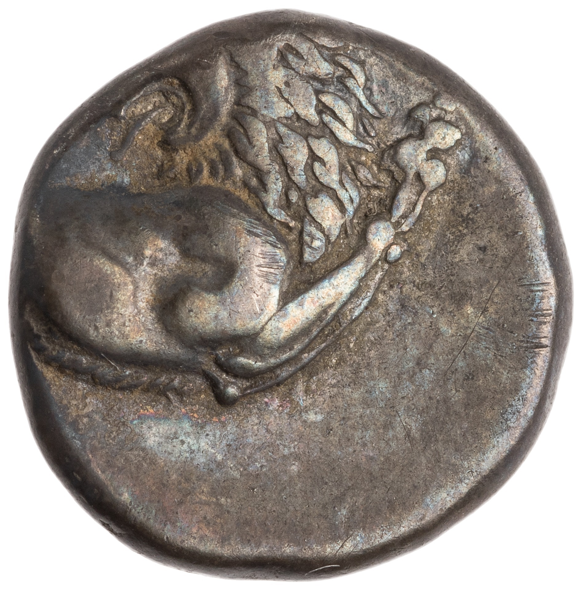 CN Type cn.chersonesus_thrace.1_ed.102, аверс, cn-coins