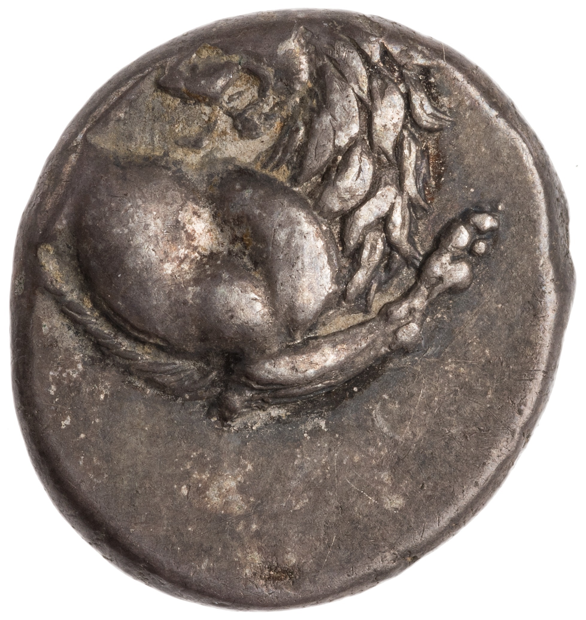 CN Type cn.chersonesus_thrace.1_ed.34, аверс, cn-coins