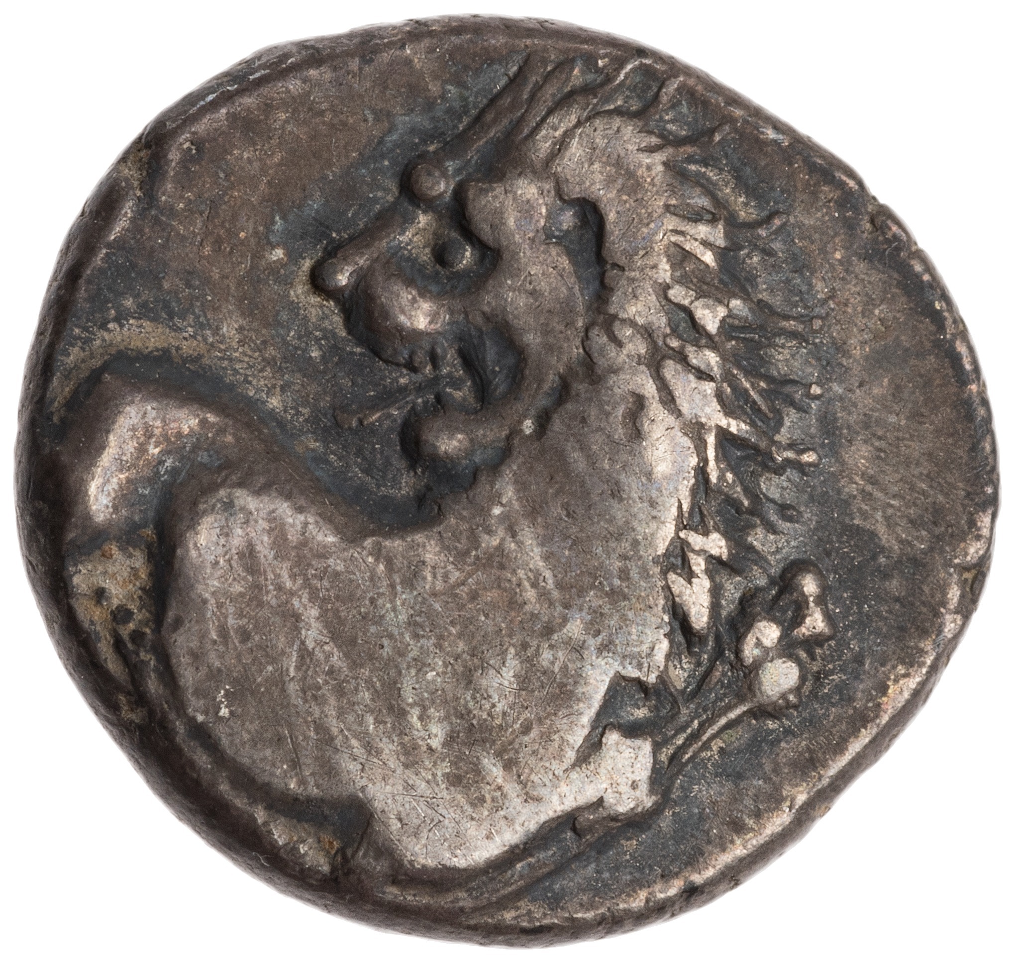 CN Type cn.chersonesus_thrace.1_ed.109, аверс, cn-coins