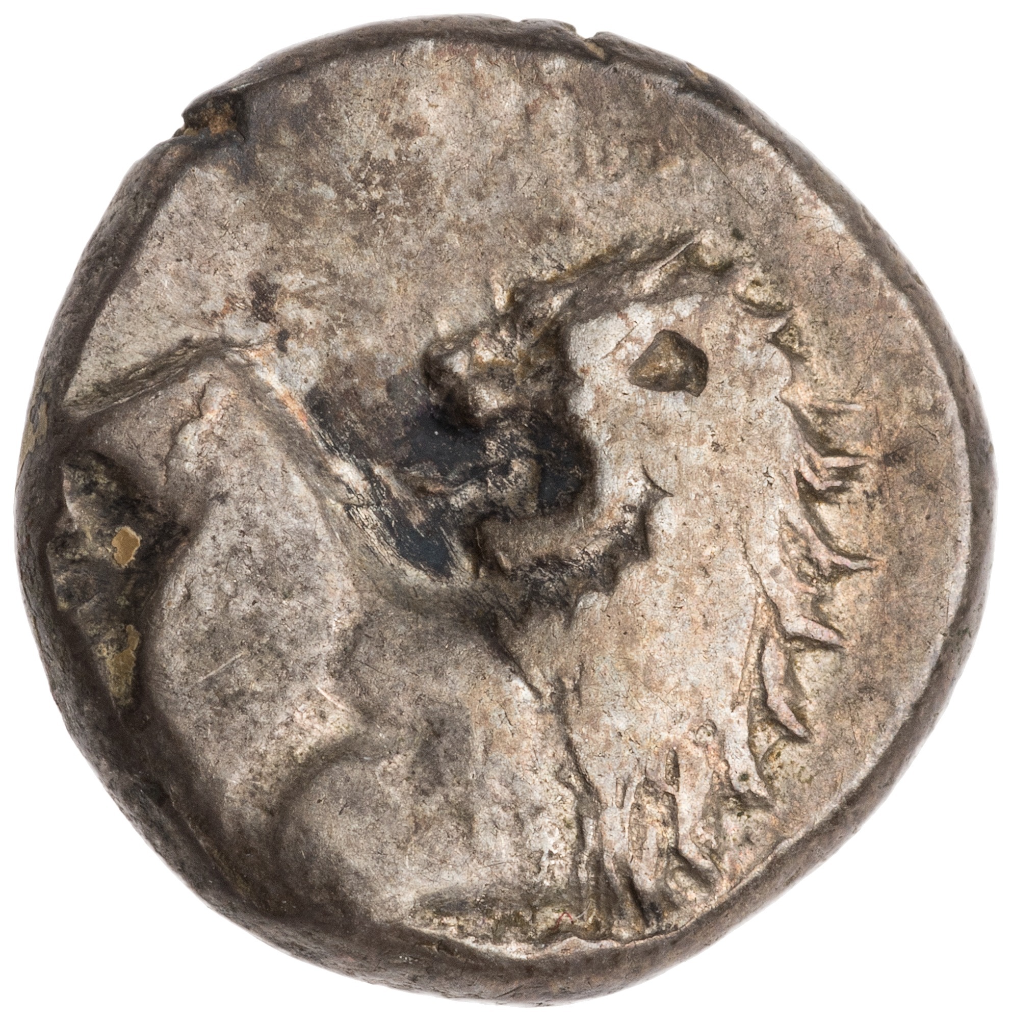 CN Type cn.chersonesus_thrace.1_ed.12, аверс, cn-coins