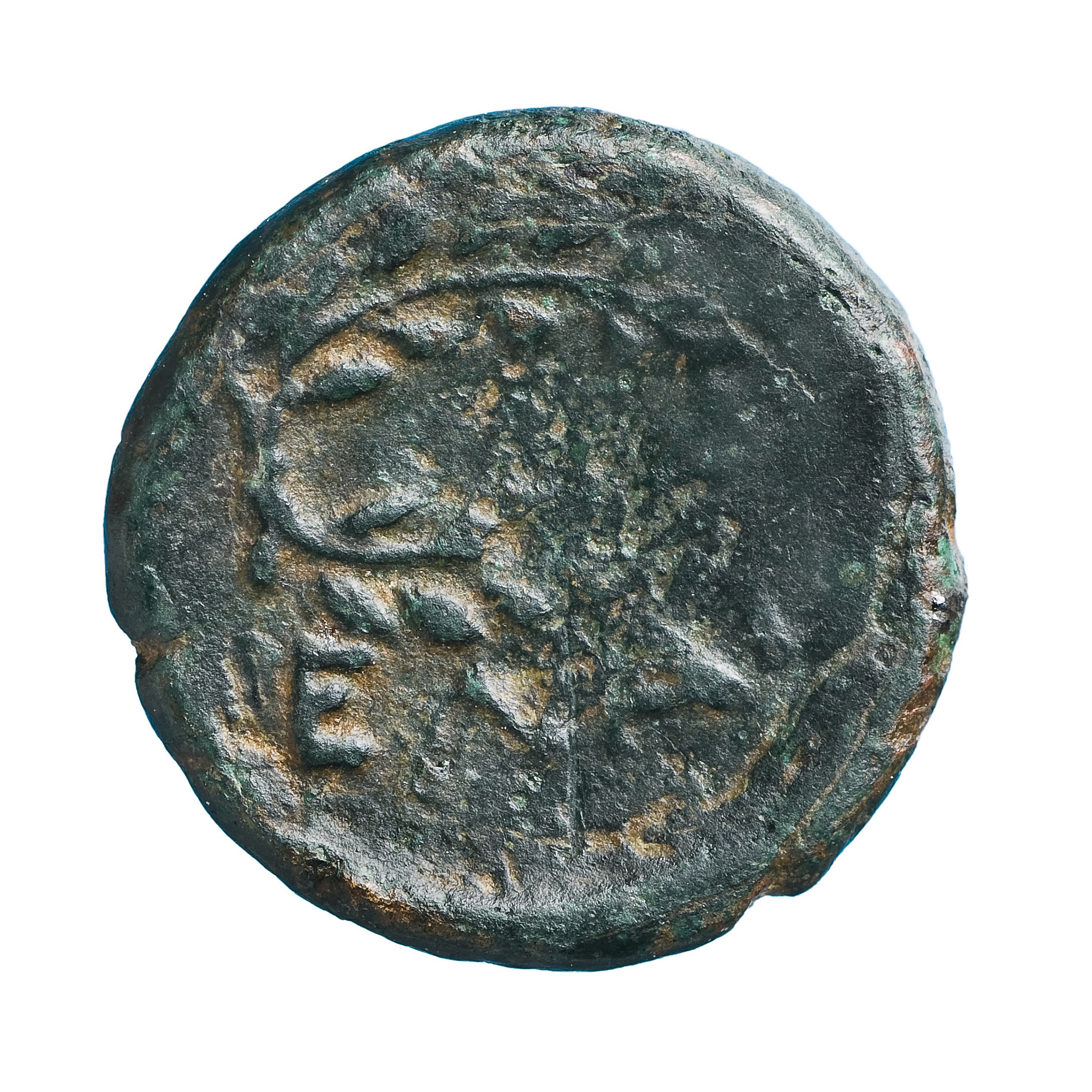 reverse CN Type cn.elaeus.1_ed.13