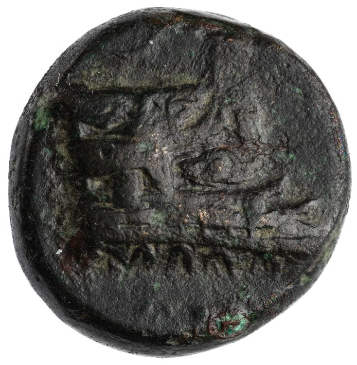 CN Type cn.elaeus.1_ed.19, аверс, cn-coins