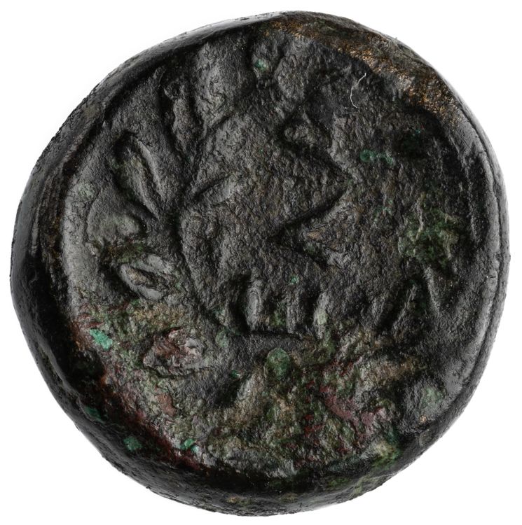 CN Type cn.elaeus.1_ed.19, реверс, cn-coins