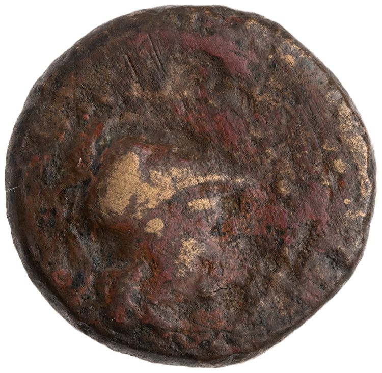 CN Type cn.alopeconnesus.1_ed.16, аверс, cn-coins