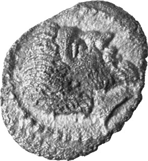 CN Type cn.amadocus_i_odrysian_thrace.1_ed.4, аверс, cn-coins