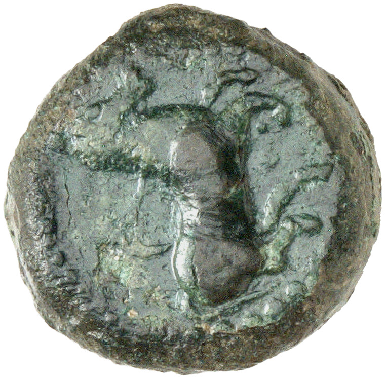 CN Type cn.amadocus_i_odrysian_thrace.1_ed.8, аверс, cn-coins